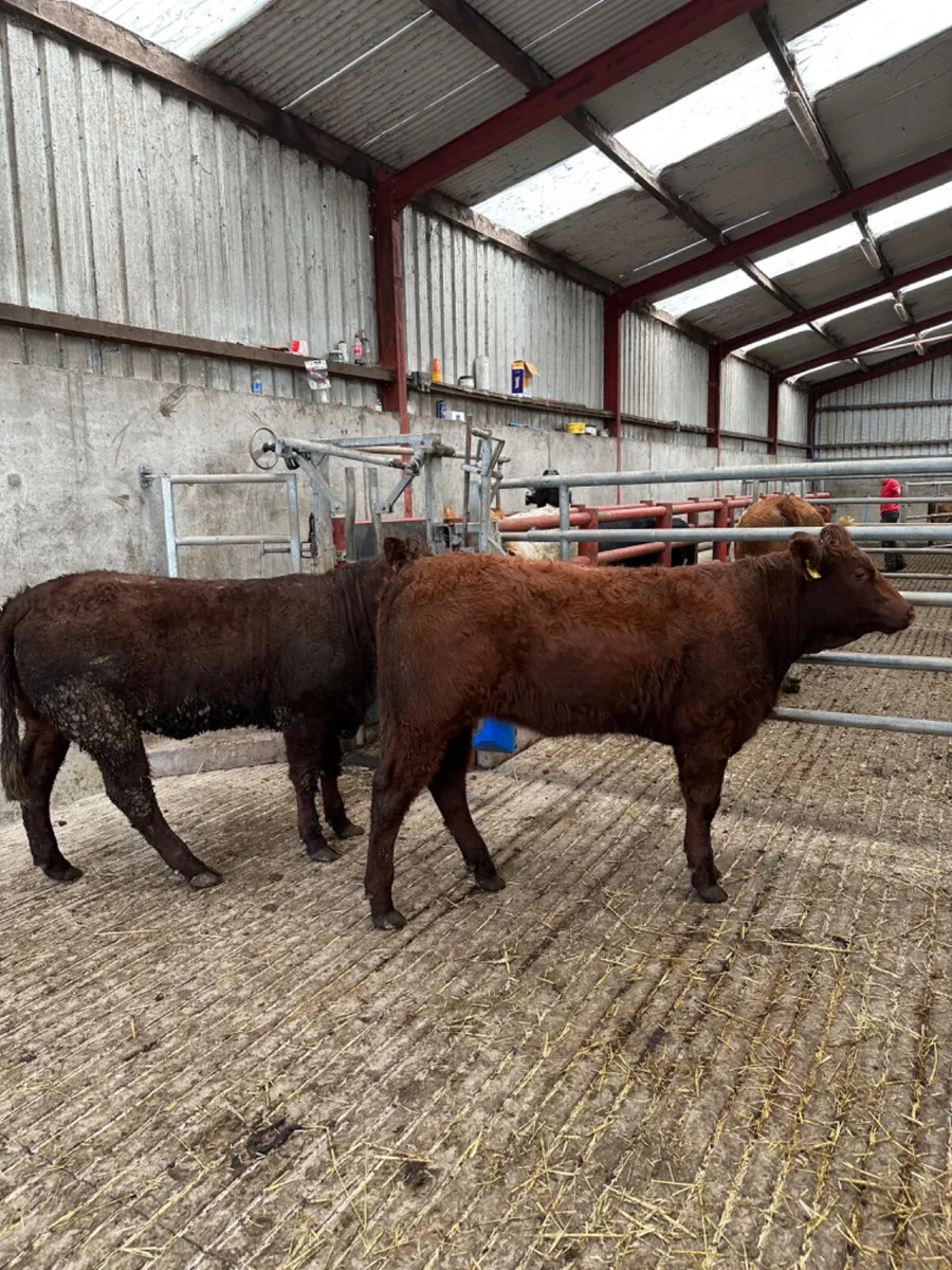 PBNR saler heifers - Image 4