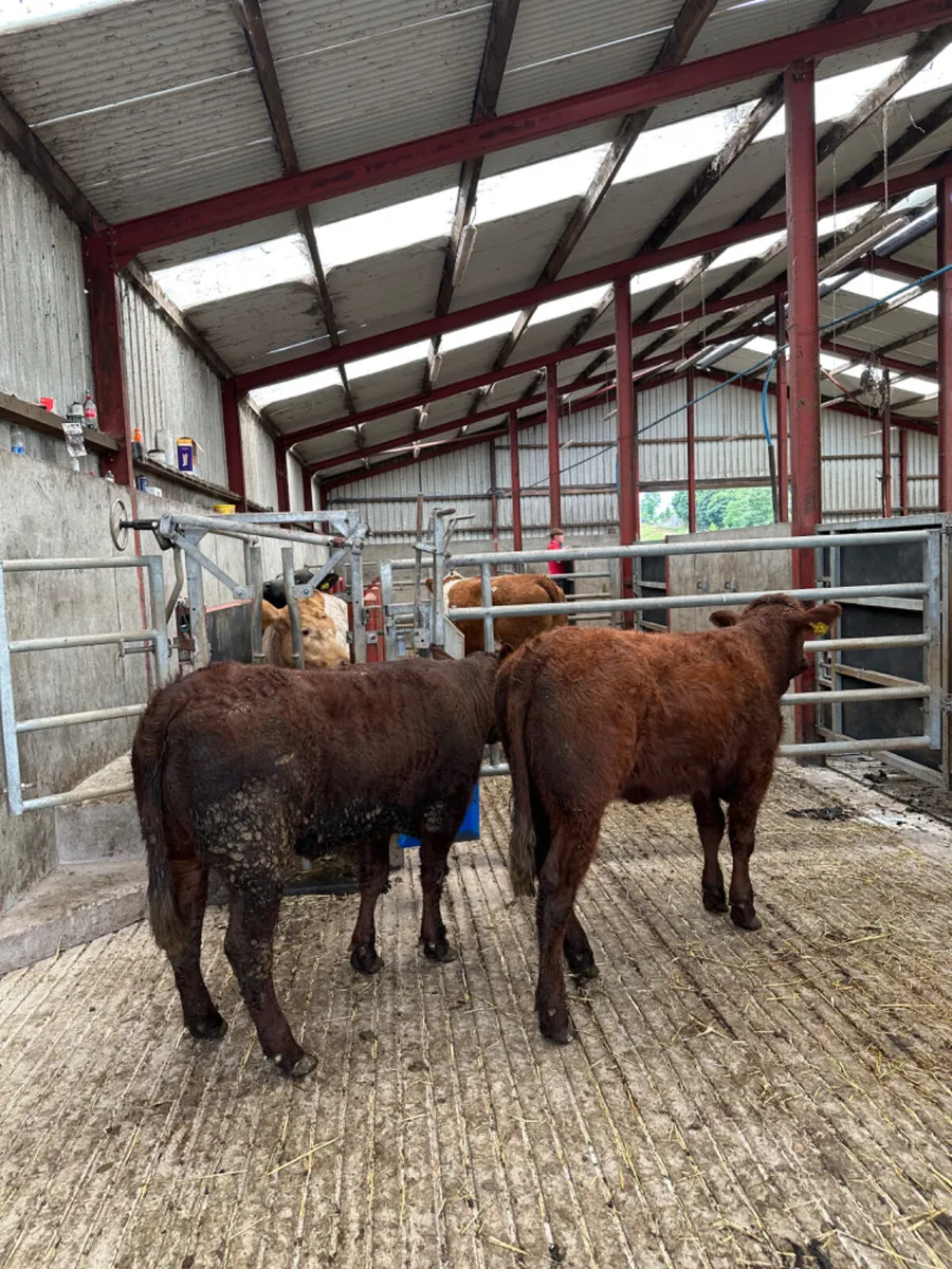 PBNR saler heifers - Image 1