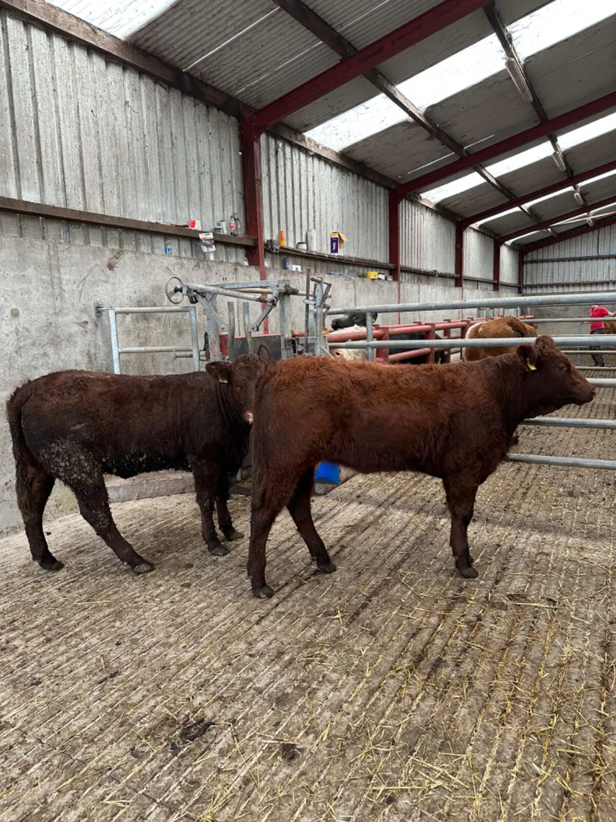 PBNR saler heifers - Image 2