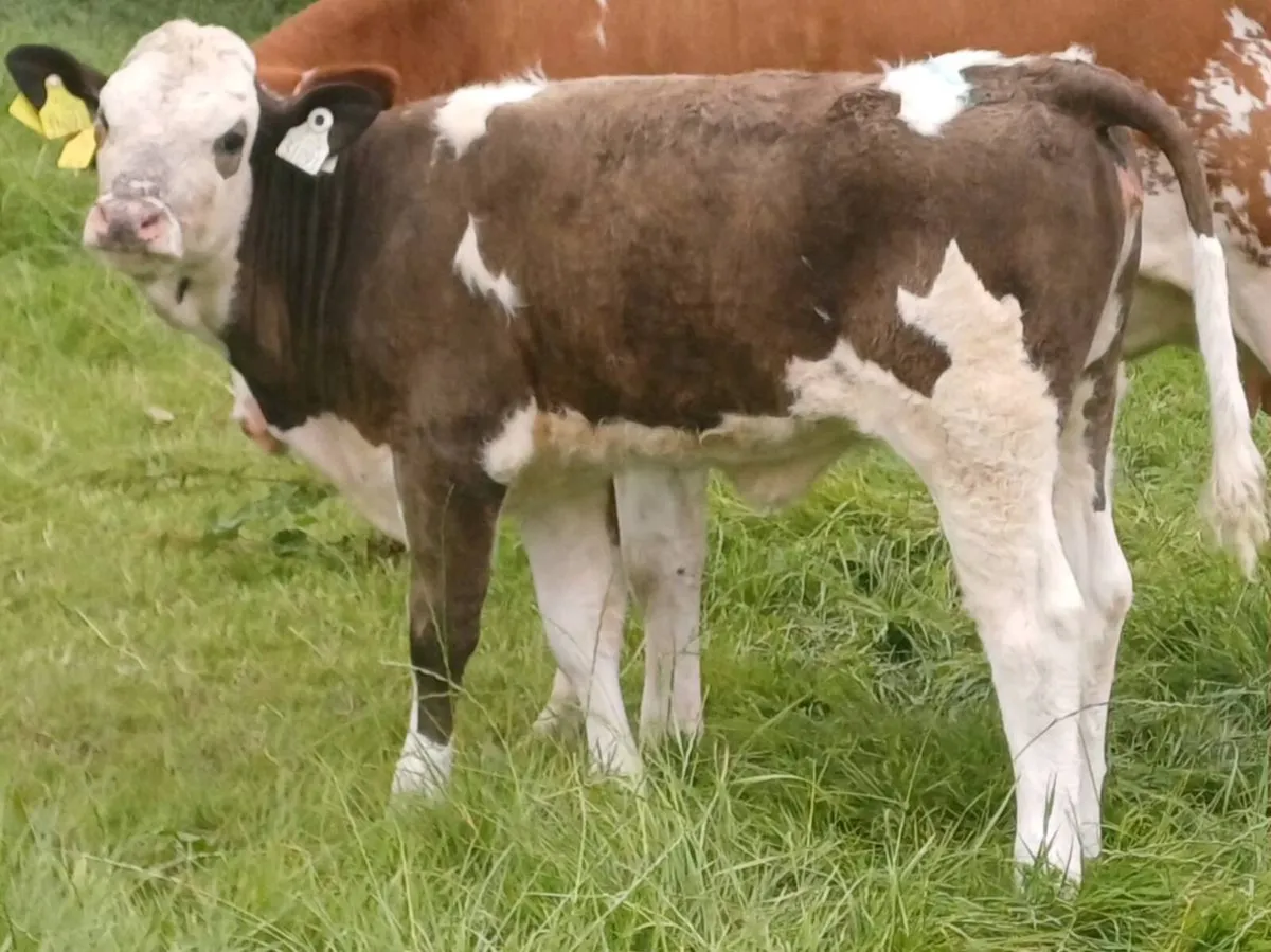 Simmental Cow and Simmental Heifer Calf - Image 4