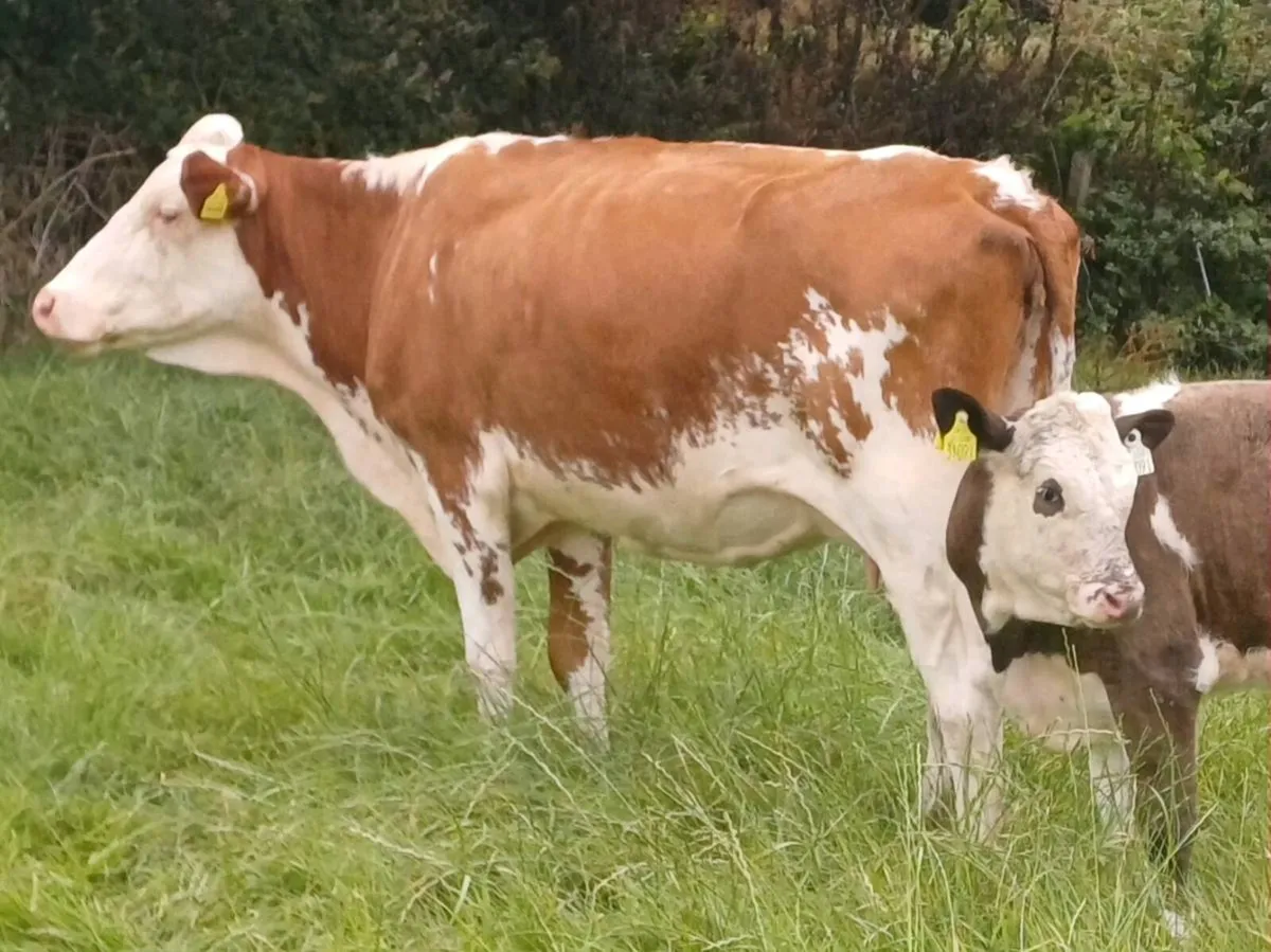 Simmental Cow and Simmental Heifer Calf - Image 2