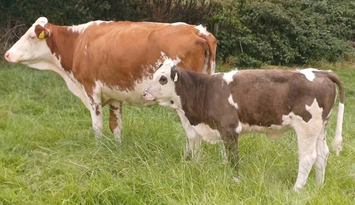 Simmental Cow and Simmental Heifer Calf - Image 1