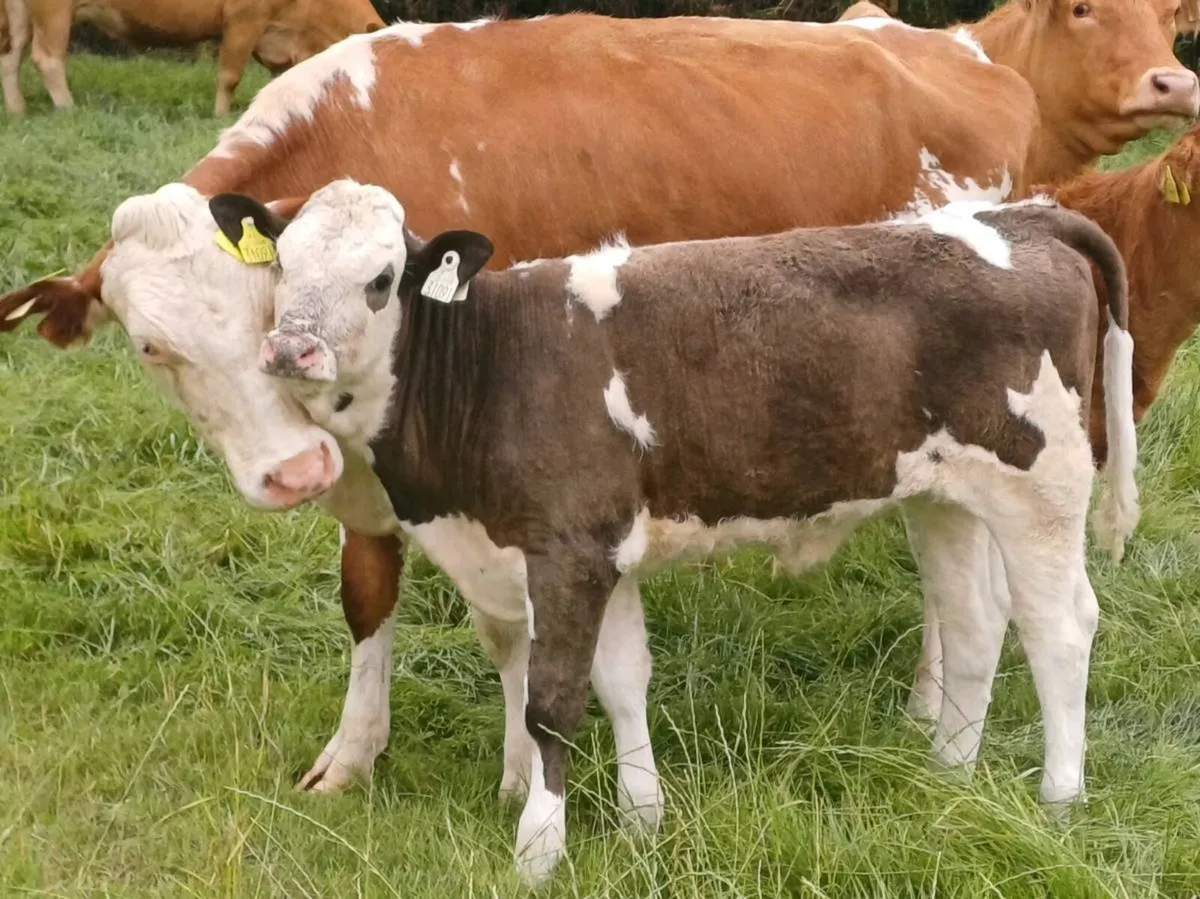 Simmental Cow and Simmental Heifer Calf - Image 3