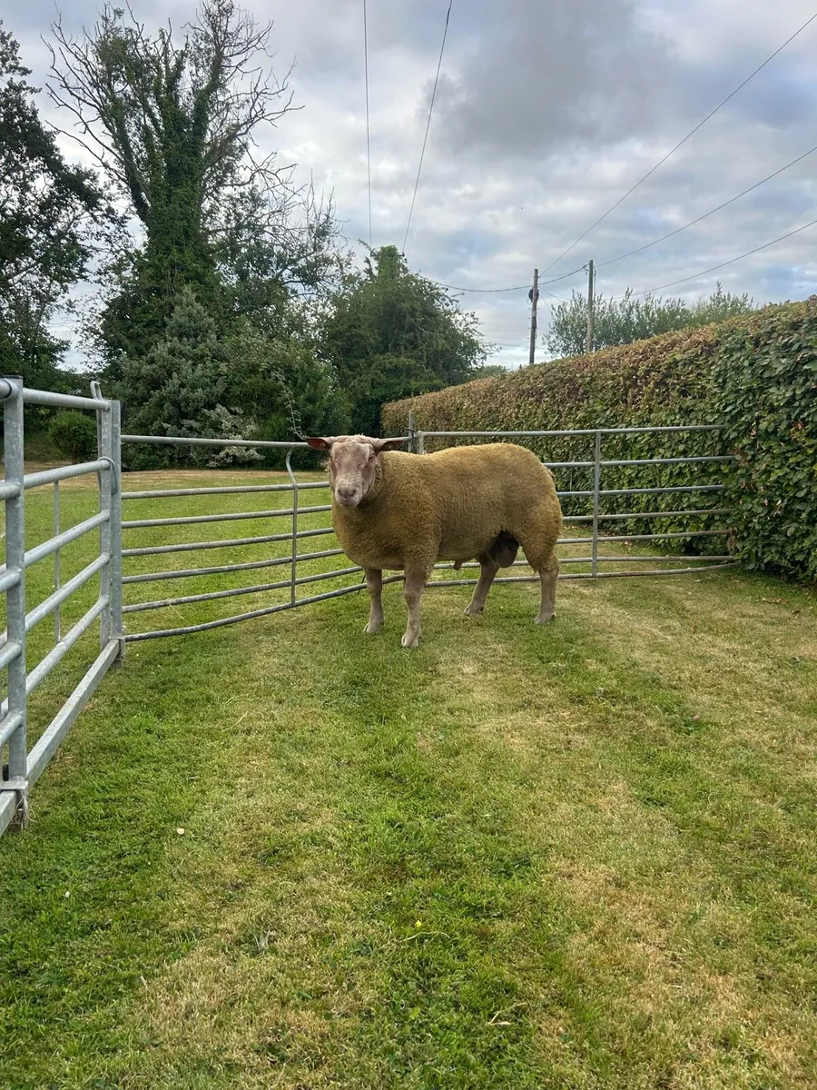 Purebred Charollais ram lambs - Image 3