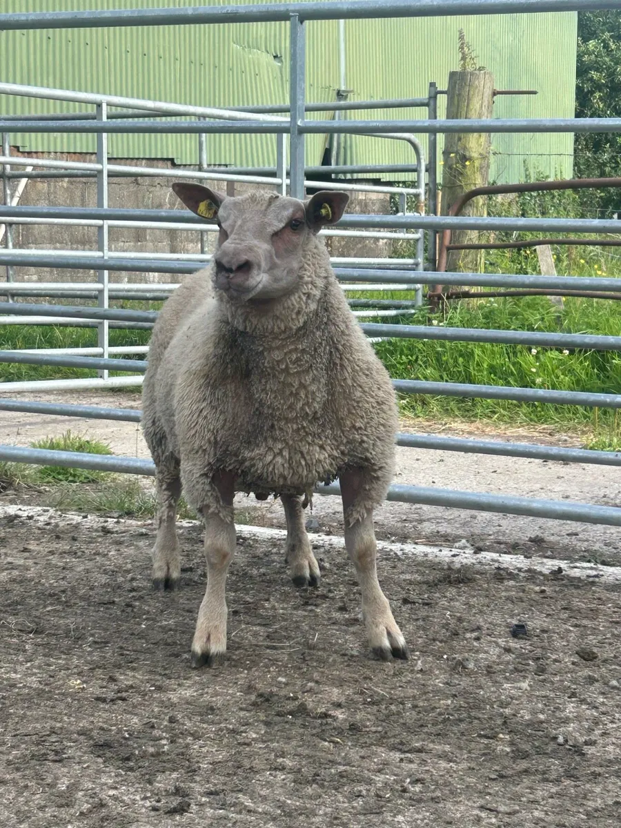 Purebred Charollais ram lambs - Image 4