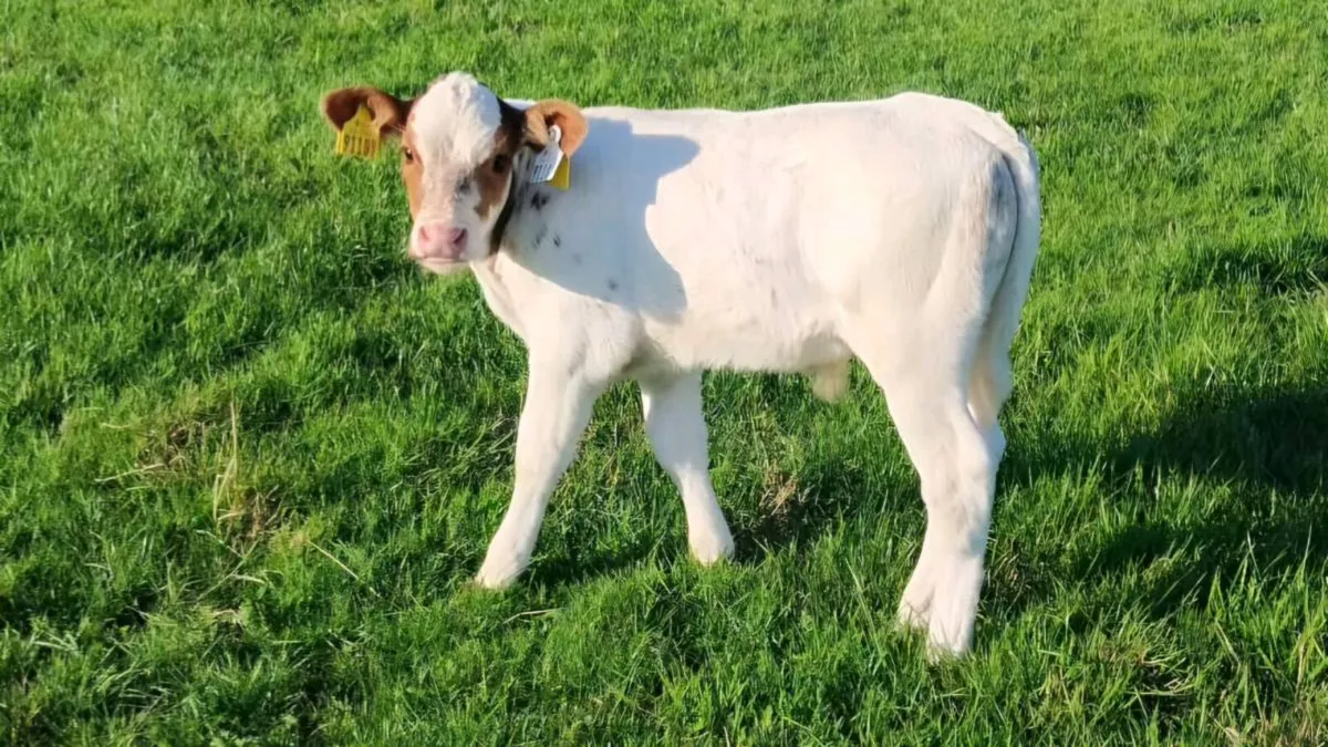 Foster Calf - Image 1