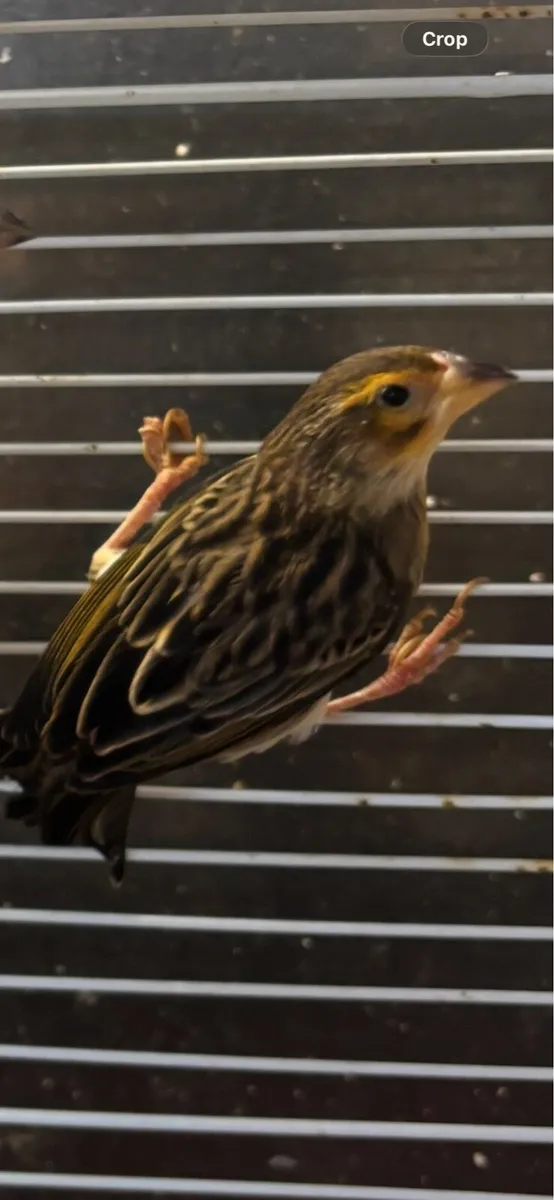 Silverbills and hex finch and weaver birds - Image 3