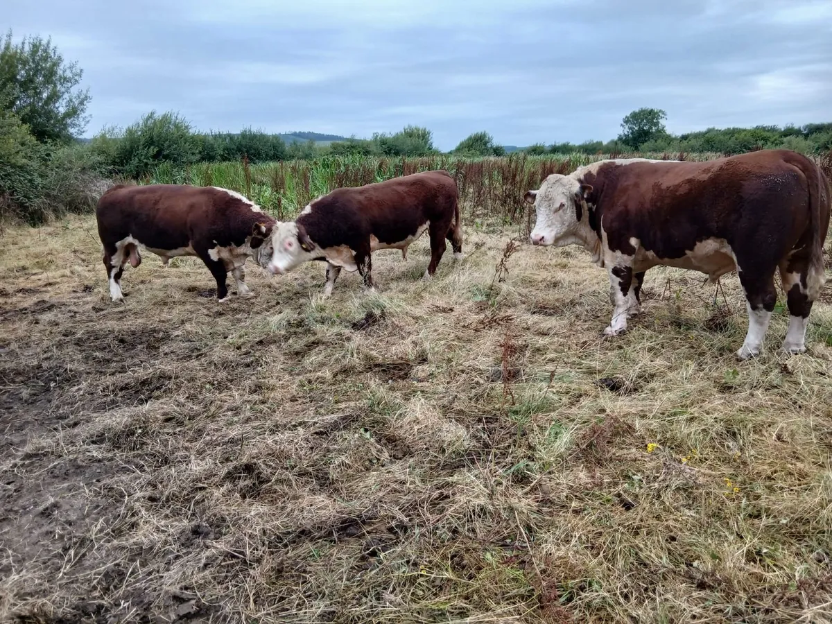 Breeding Hereford bulls for sale fit for service - Image 2