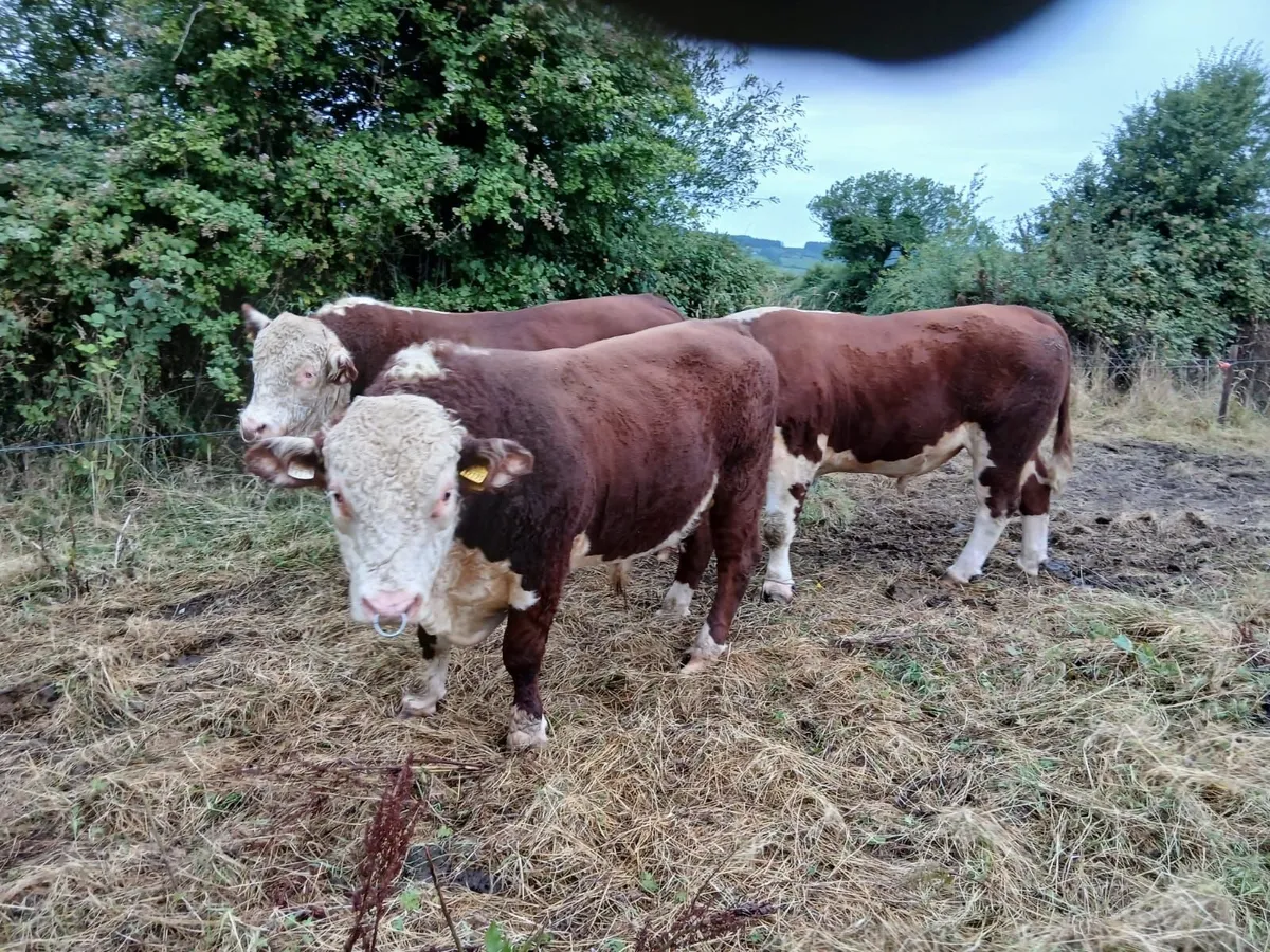 Breeding Hereford bulls for sale fit for service - Image 3