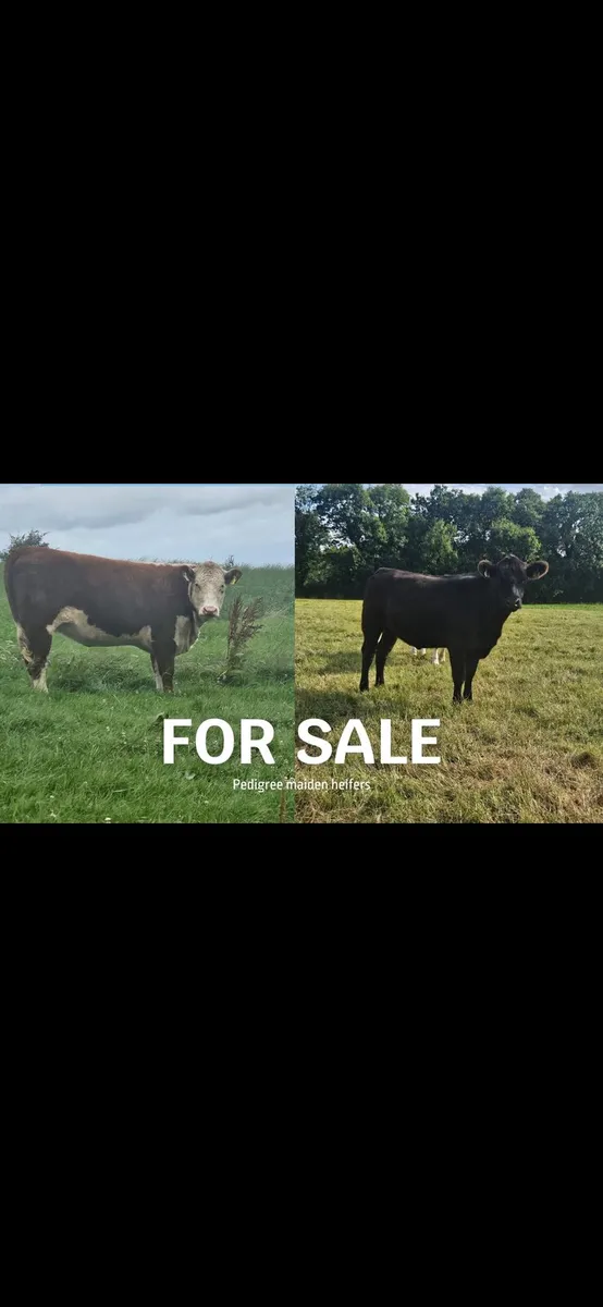 Pedigree maiden heifers - Image 1