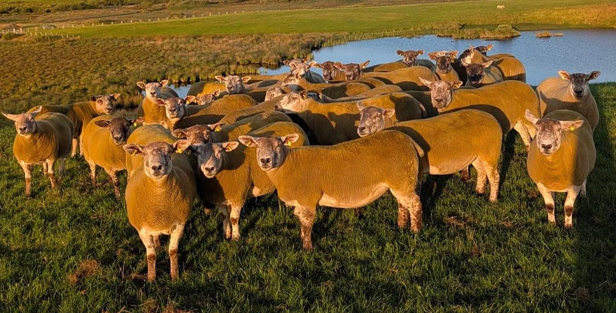Hogget Ewes - Image 1