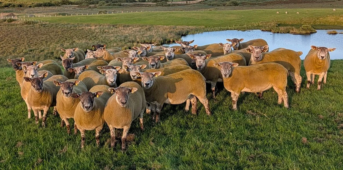 Hogget Ewes - Image 2