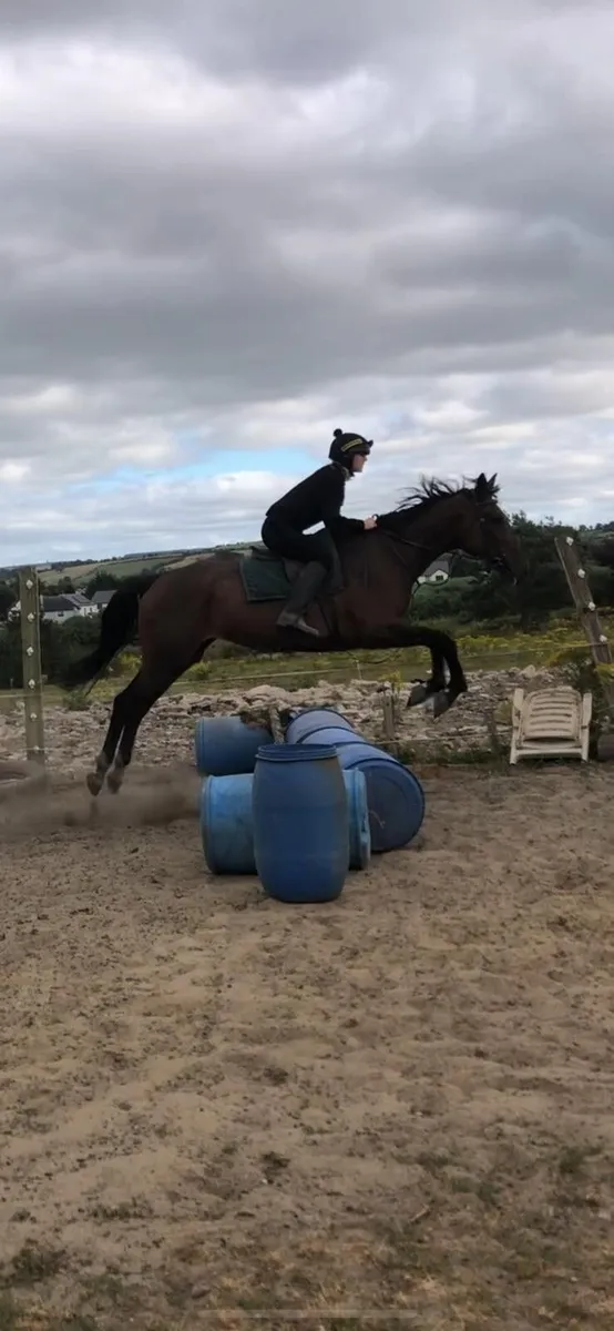 Sport Horse - Image 1