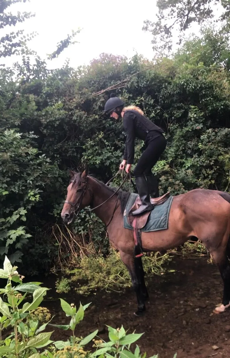Sport Horse - Image 3