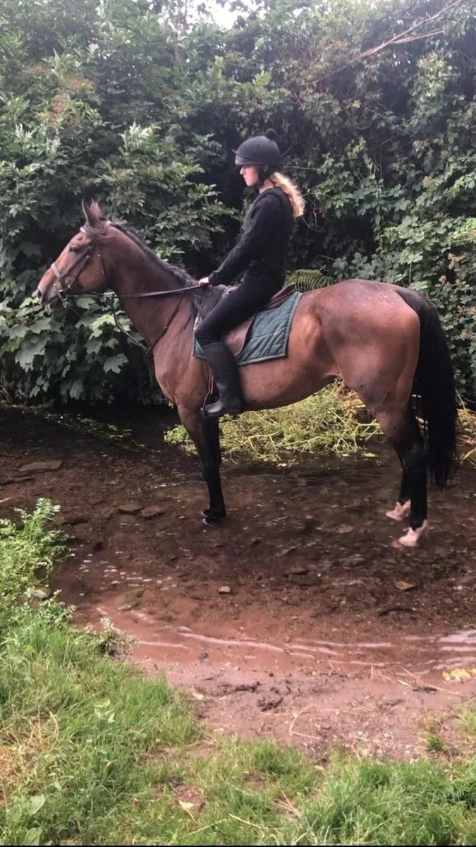 Sport Horse - Image 4