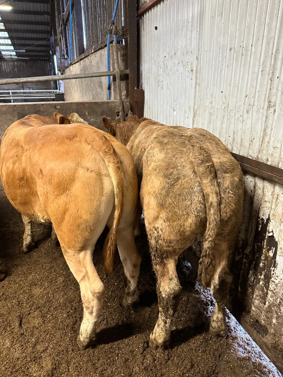 Lim and Charolais bullocks - Image 1