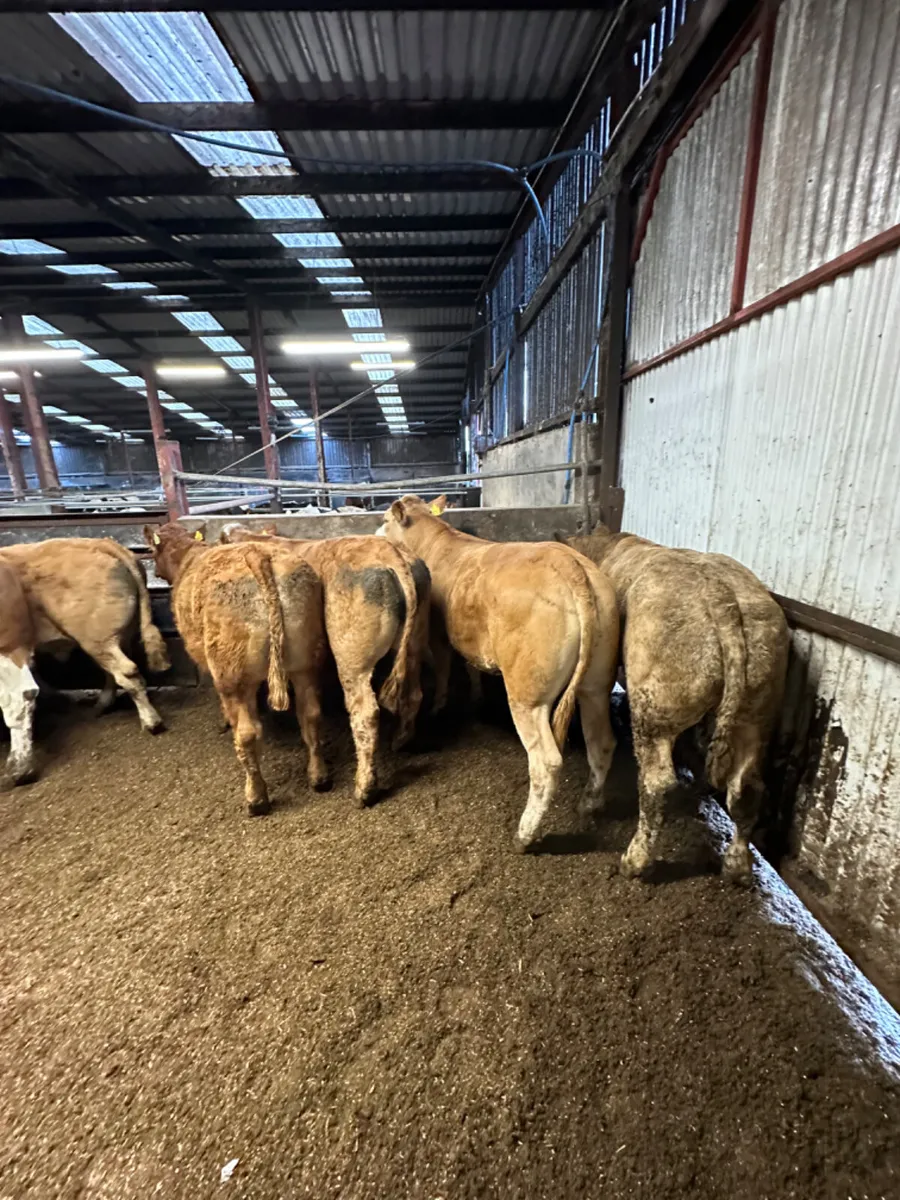 Lim and Charolais bullocks - Image 2