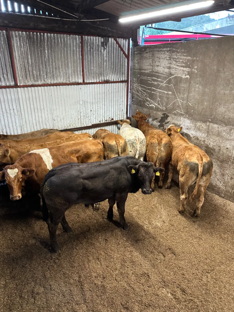 Lim and Charolais bullocks - Image 3