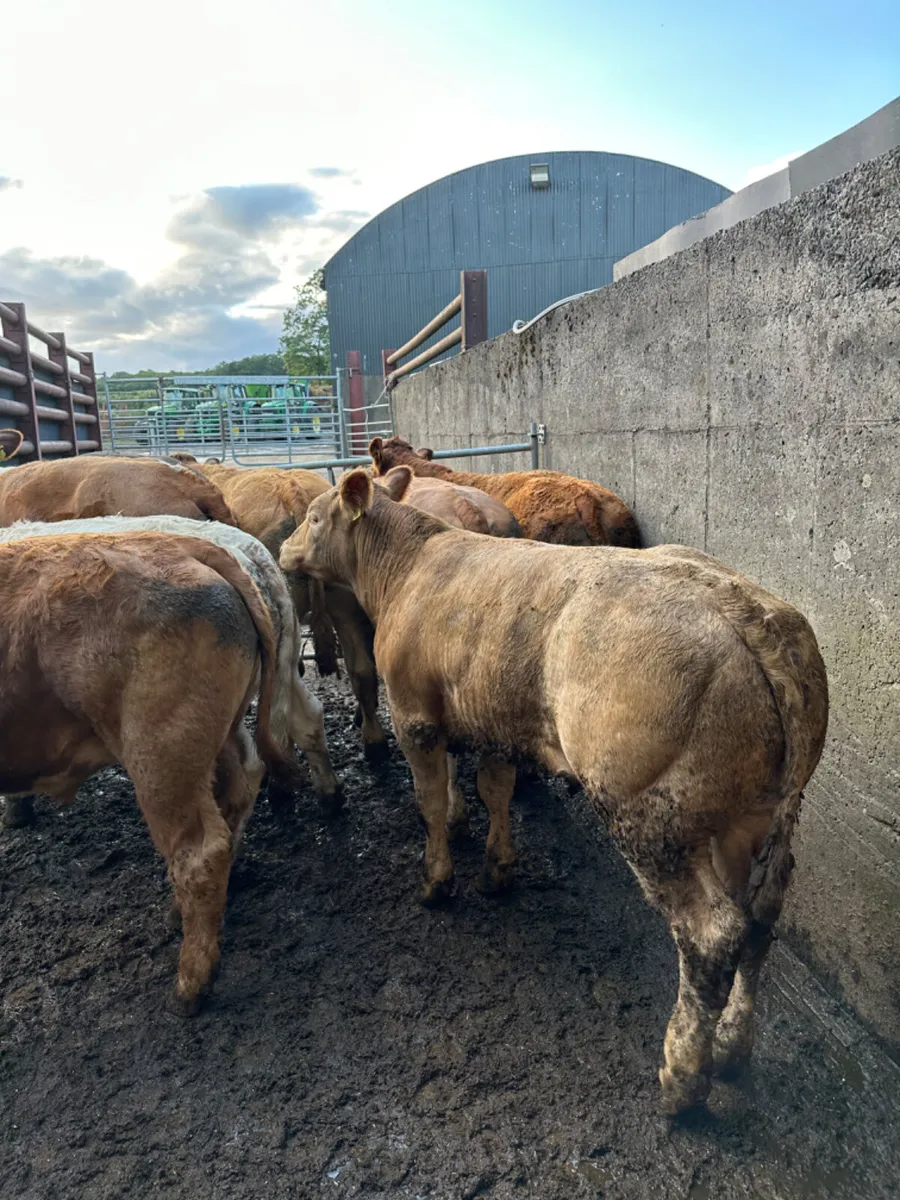 Lim and Charolais bullocks - Image 4