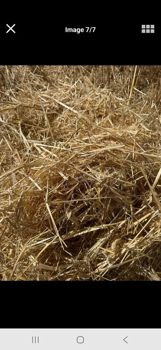 Straw - Image 2