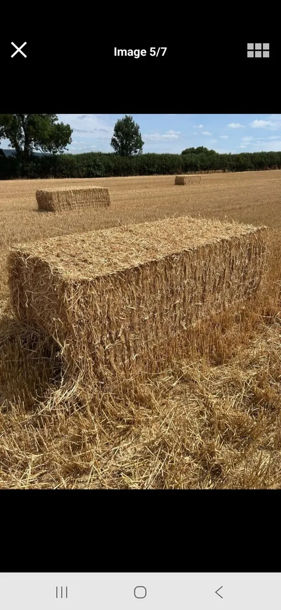 Straw - Image 3