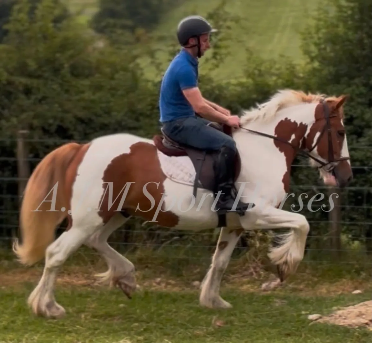 Irish Cob - Image 2