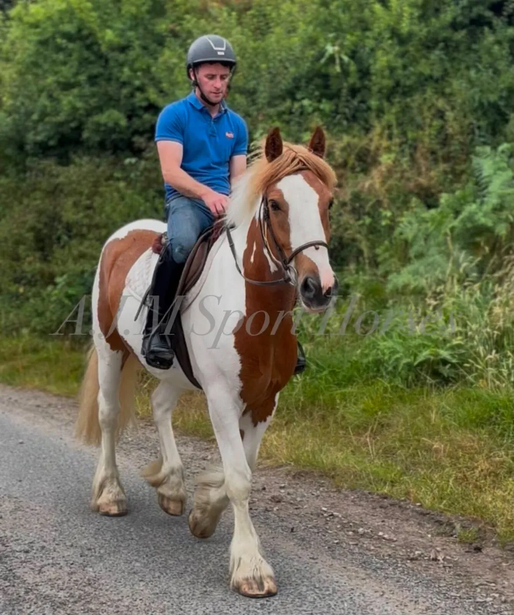 Irish Cob - Image 1