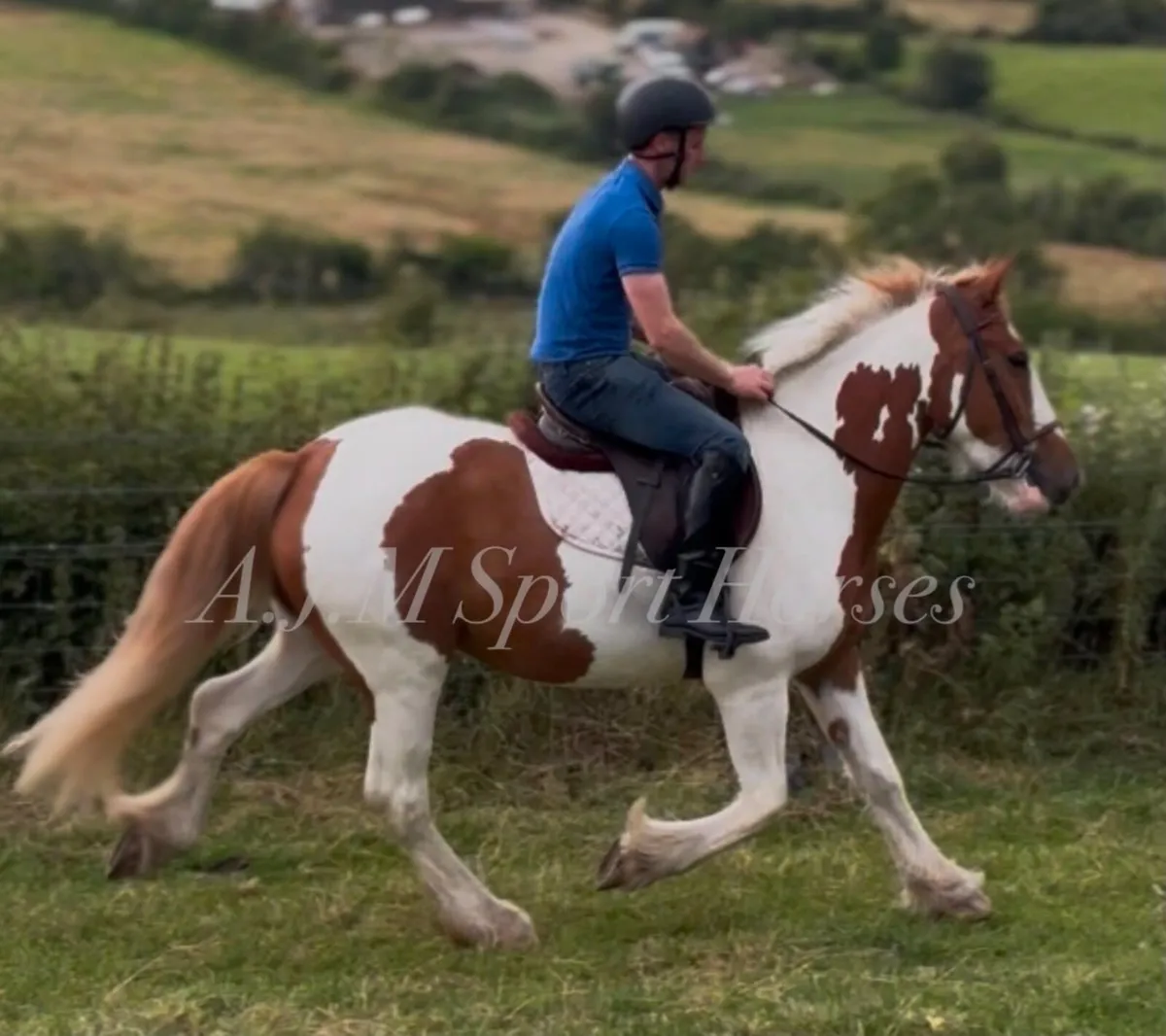 Irish Cob - Image 3