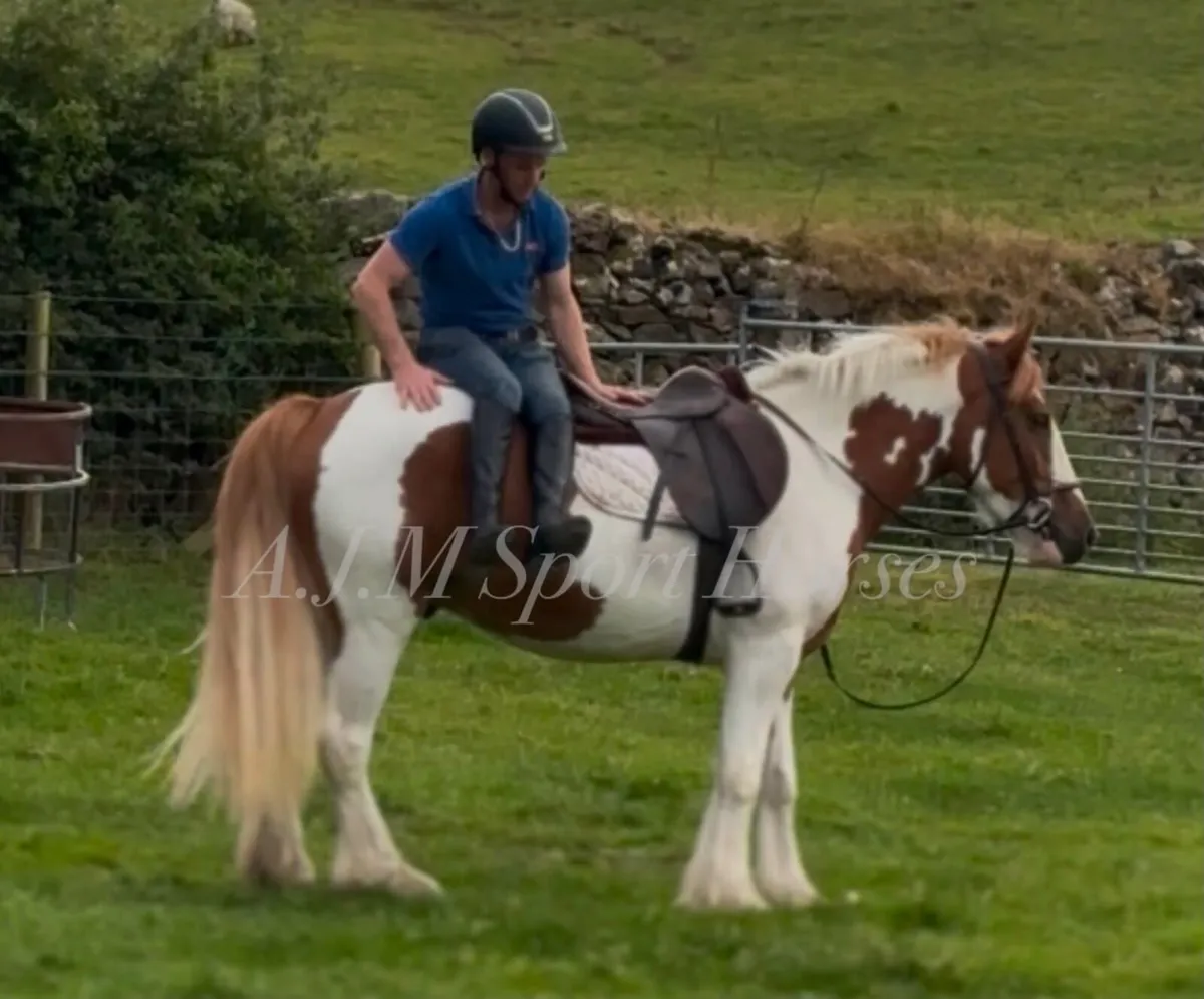 Irish Cob - Image 4