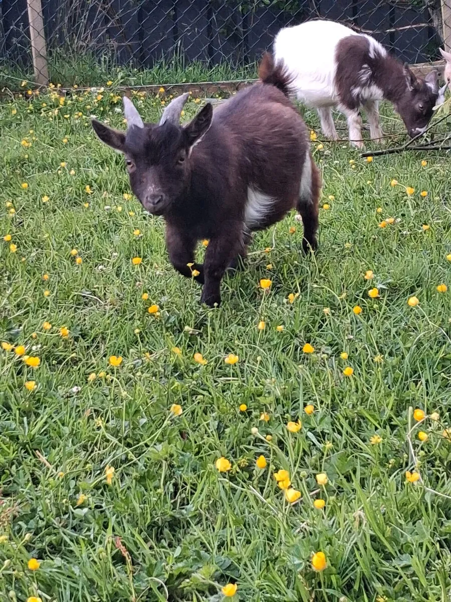 Pigmy Goats - Image 4