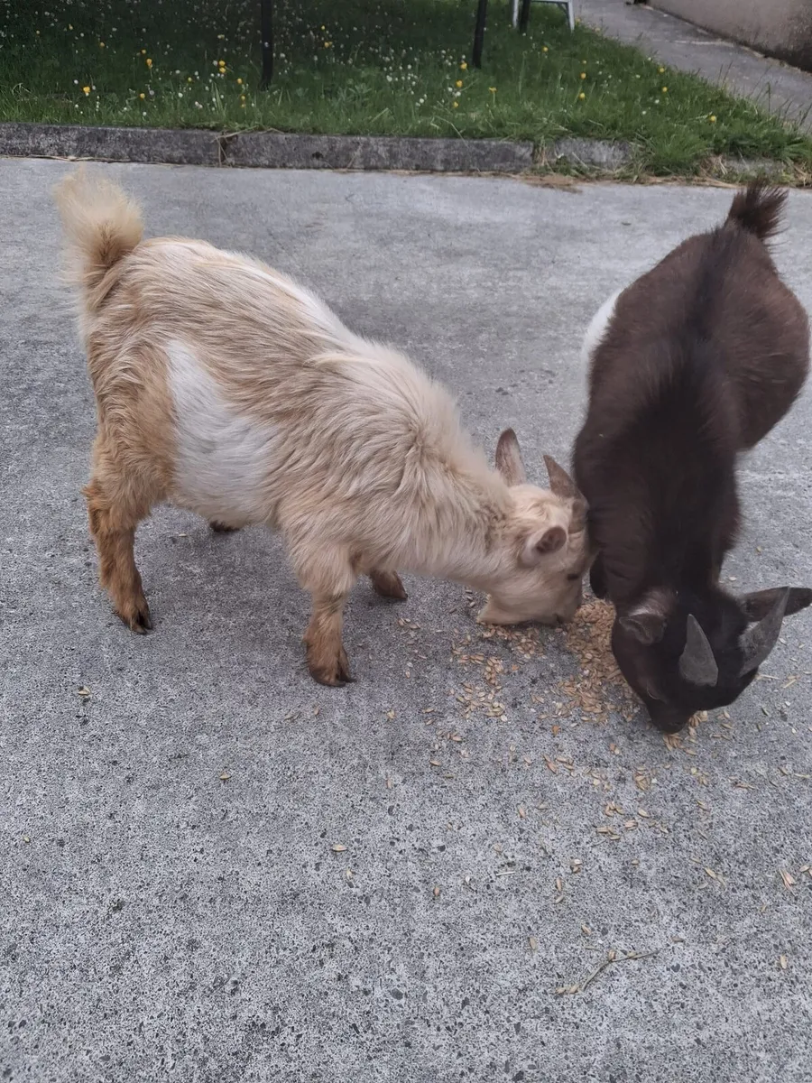 Pigmy Goats - Image 1