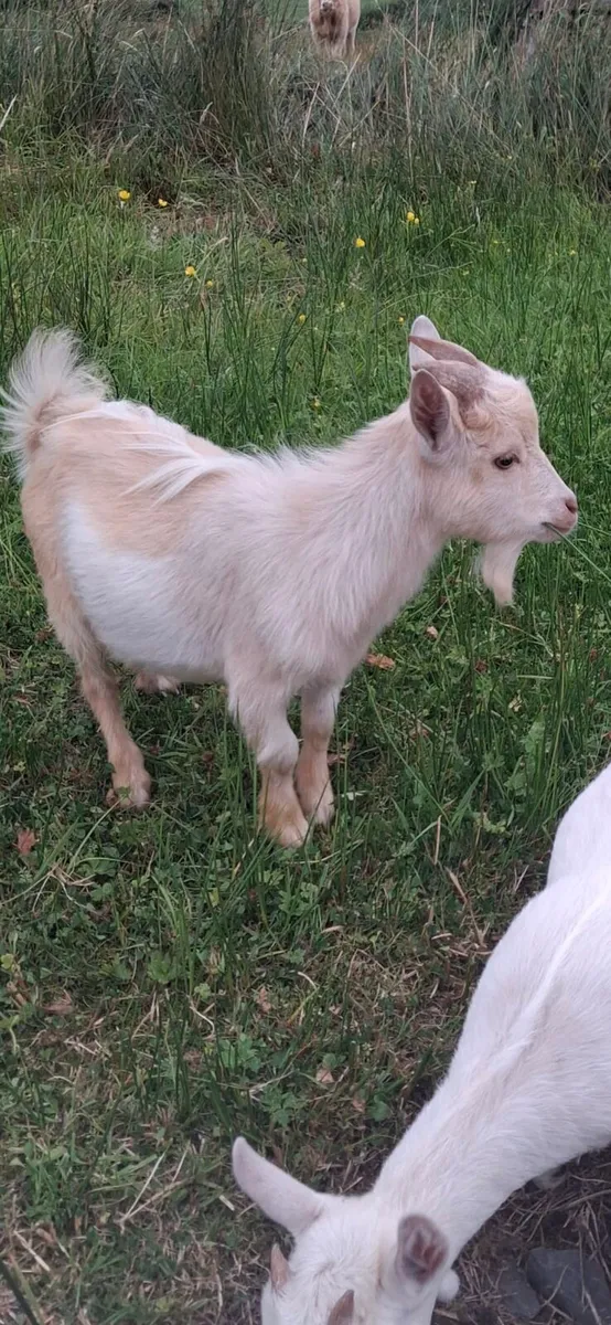 Pigmy Goats - Image 2