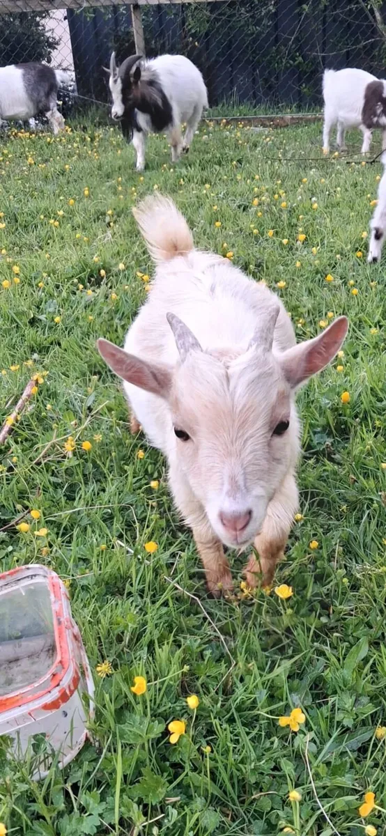 Pigmy Goats - Image 3