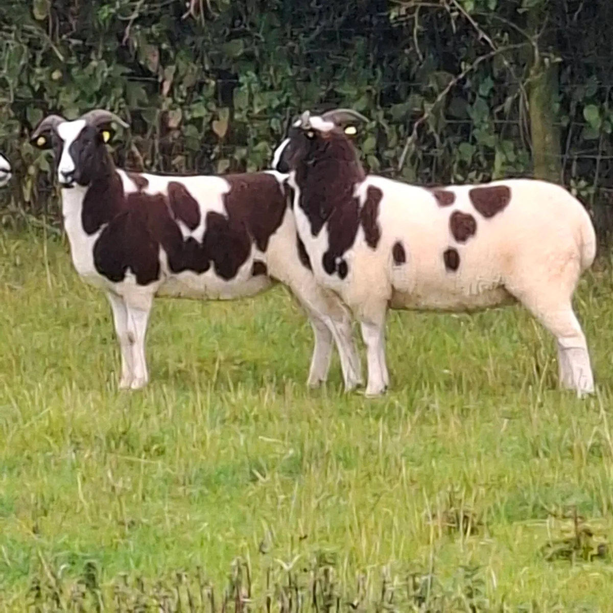 Jacob Ewe Hoggets - Image 3