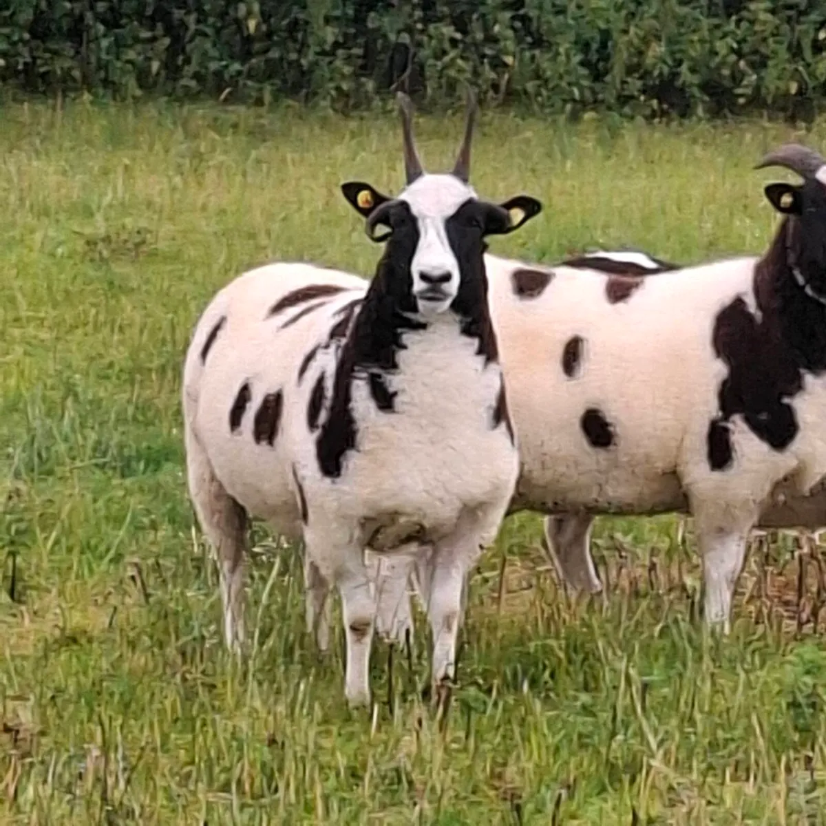 Jacob Ewe Hoggets - Image 4