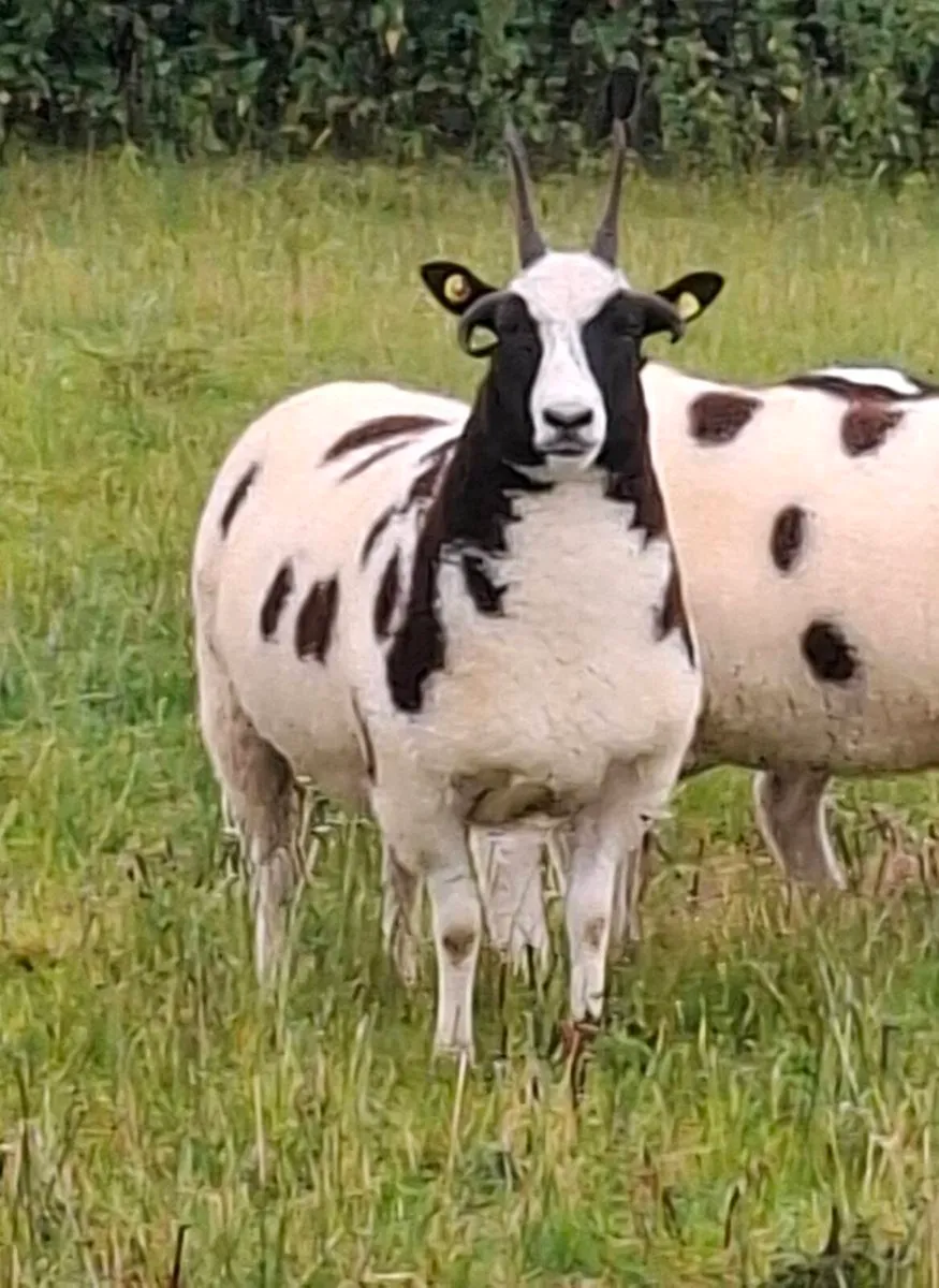 Jacob Ewe Hoggets - Image 1