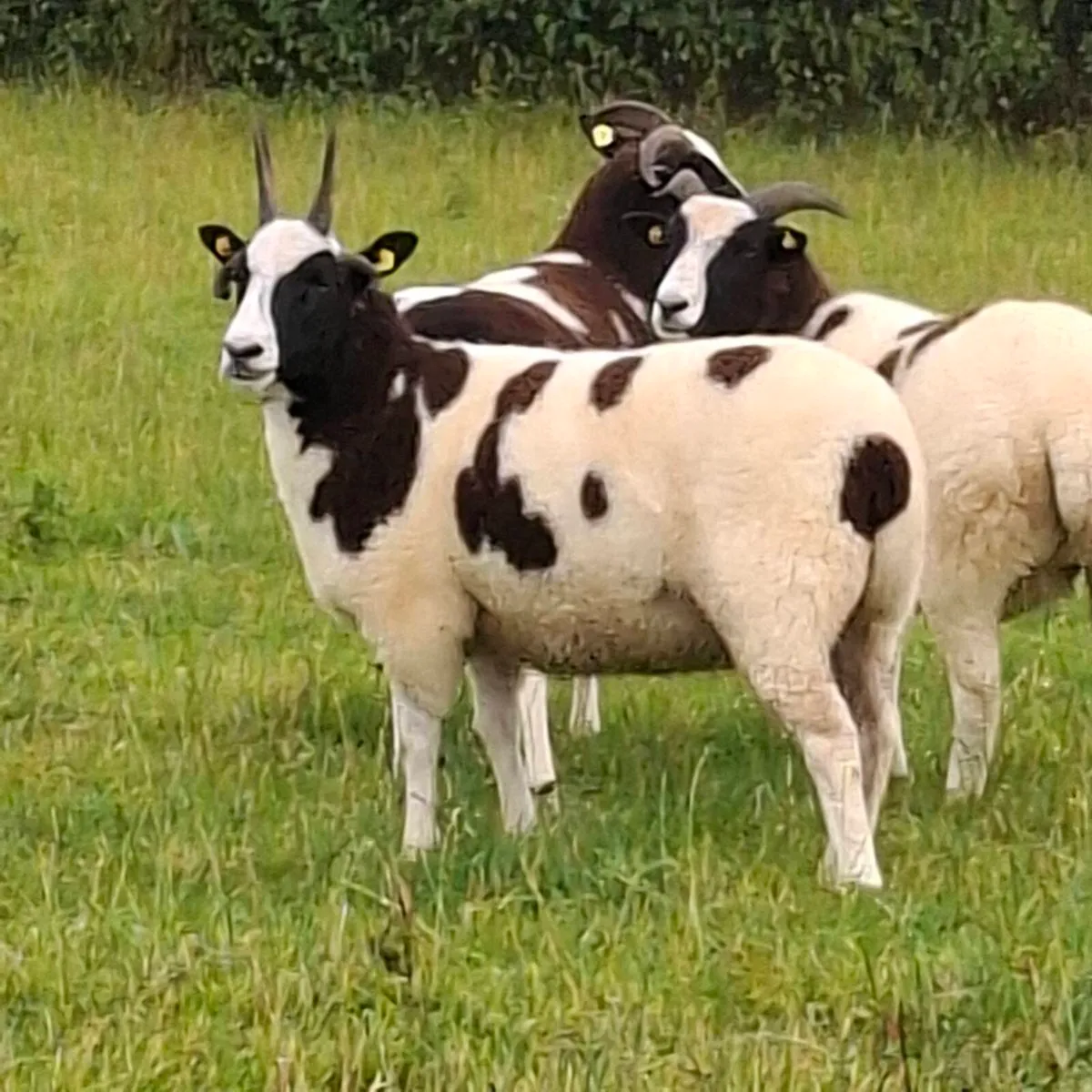 Jacob Ewe Hoggets - Image 2
