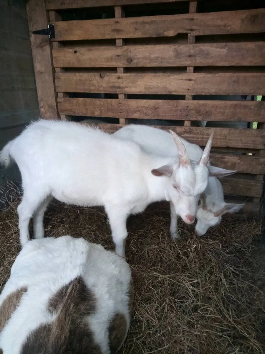 Goat's - Image 3