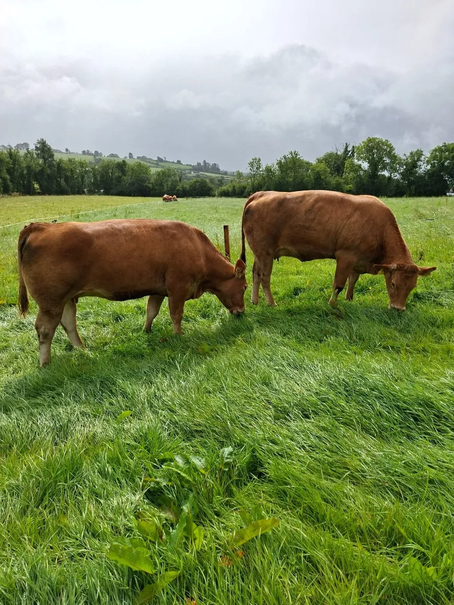 Heifers - Image 1