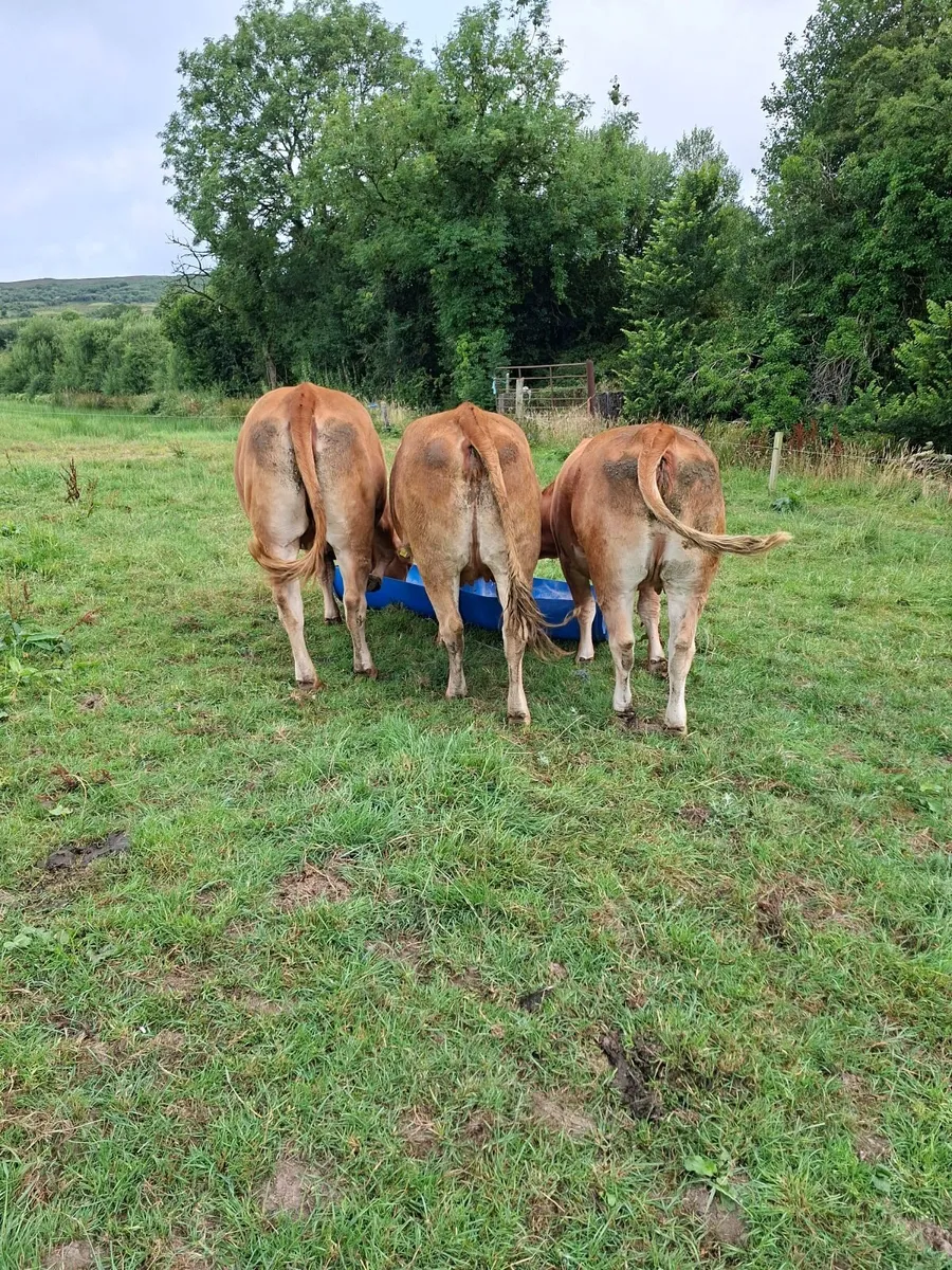 Heifers - Image 3
