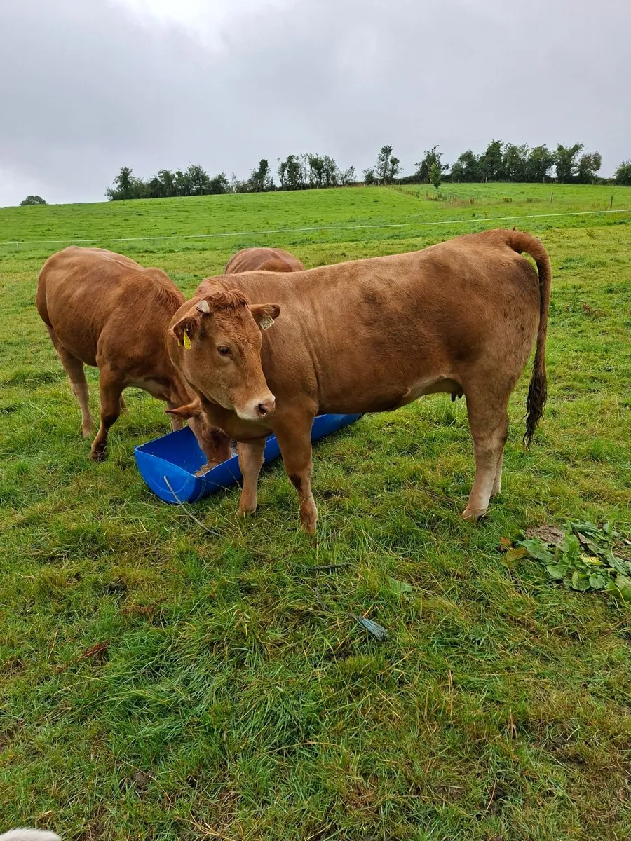 Heifers - Image 2