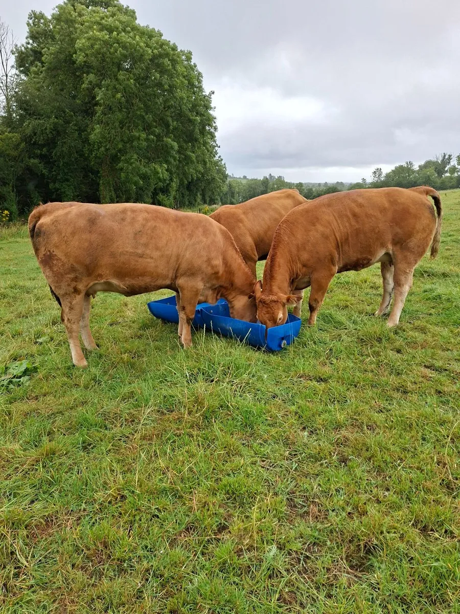 Heifers - Image 4