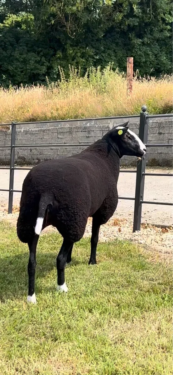 Zwartbles - Image 1
