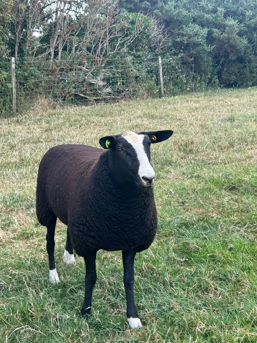 Zwartbles - Image 2