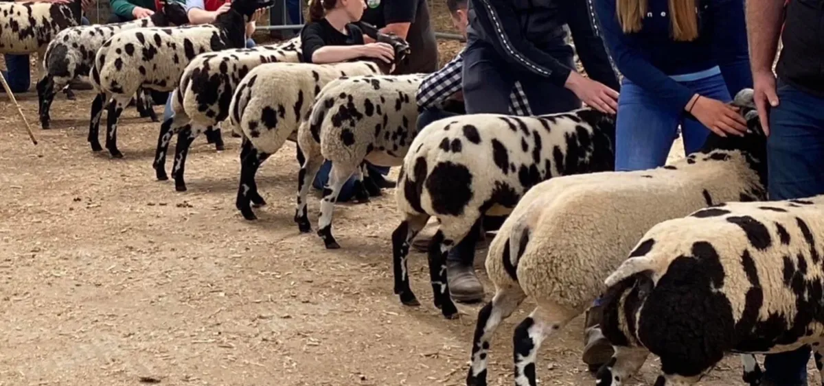 Dutch Spotted sheep TODAY - Image 2