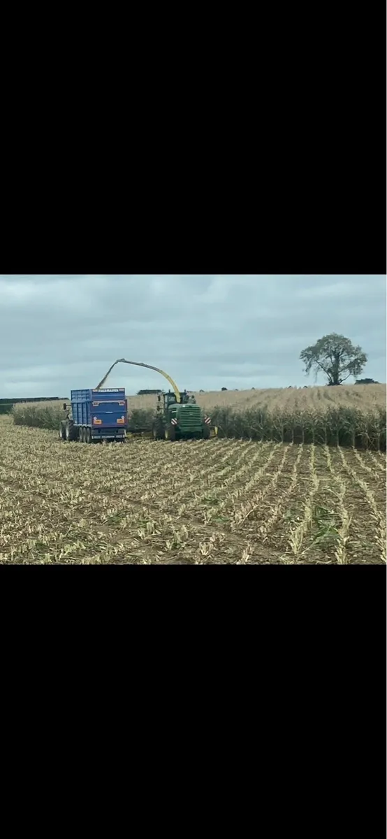 Maize bales - Image 1
