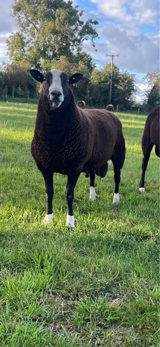 Zwartbles - Image 3