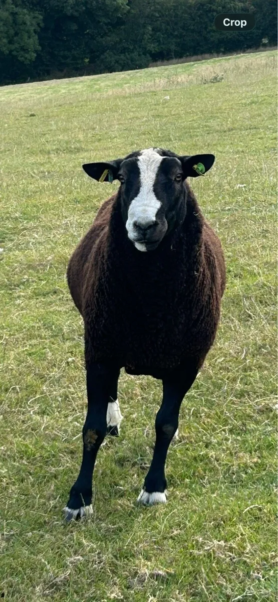 Zwartbles - Image 4