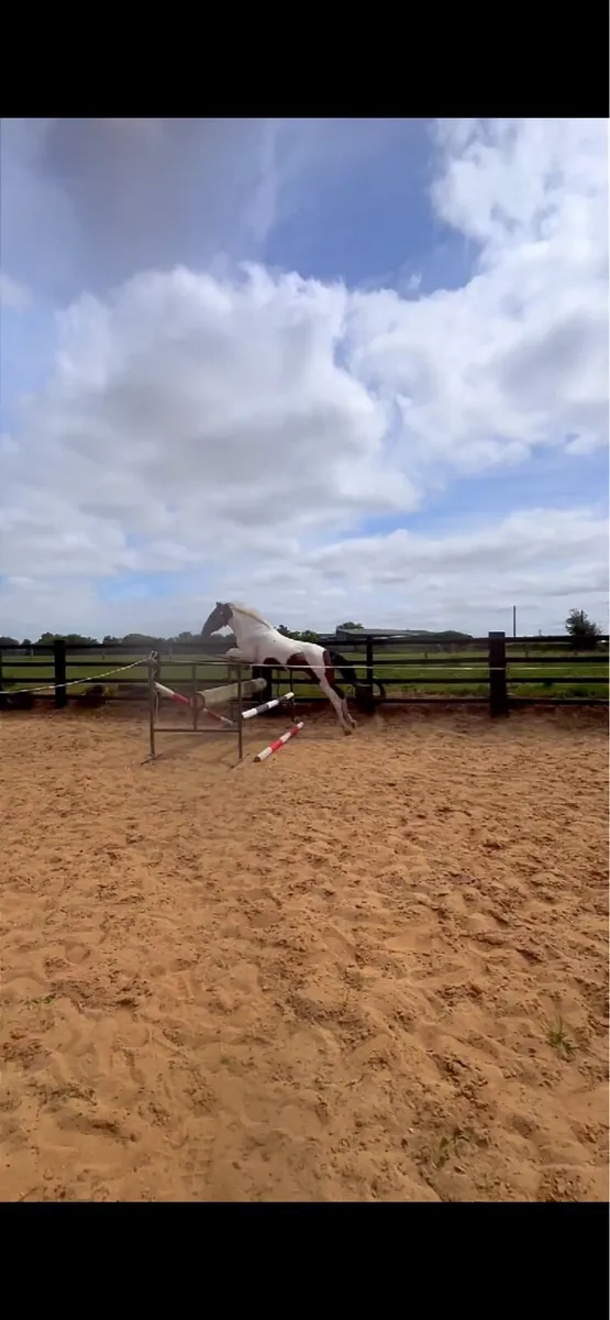 15:3 4 year old Irish sports horse full breeding - Image 4
