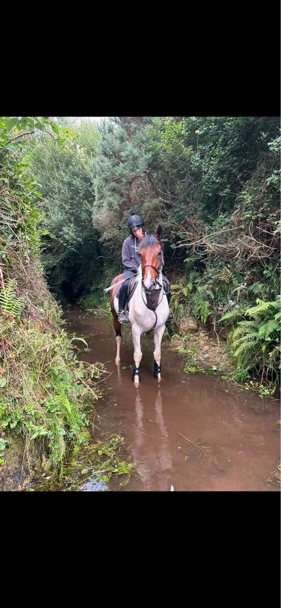 15:3 4 year old Irish sports horse full breeding - Image 1